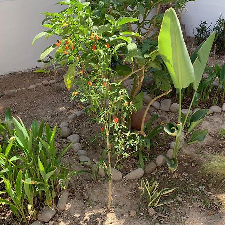 Two Palm Trees Apartment Adamantas  Ngoại thất bức ảnh